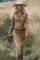 Women's Western Fringe Midi Dress Long Sleeve Zipper Lapel Cowgirl Tassel Vintage - Victrafia